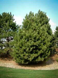 Сосна Чёрная (Pinus Nigra) купить по цене от 270.00р. в интернет-магазине «Посадика» с доставкой почтой в в Нурлате и по всей России – [изображение №1].