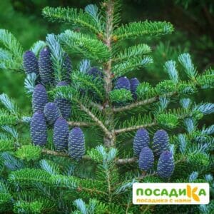 Пихта корейская (Abies koreana) купить по цене от 450.00р. в интернет-магазине «Посадика» с доставкой почтой в в Нурлате и по всей России – [изображение №1].