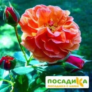 Роза Арабия купить по цене от 350.00р. в интернет-магазине «Посадика» с доставкой почтой в в Нурлате и по всей России – [изображение №1].