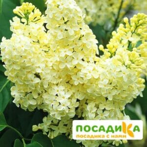 Сирень Примроуз (Primrose) купить по цене от 529.00р. в интернет-магазине «Посадика» с доставкой почтой в в Нурлате и по всей России – [изображение №1].