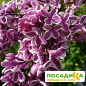 Сирень Сенсация купить по цене от 529.00р. в интернет-магазине «Посадика» с доставкой почтой в в Нурлате и по всей России – [изображение №1].