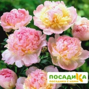 Пион Распберри Сандей (Paeonia Raspberry Sundae) купить по цене от 959р. в интернет-магазине «Посадика» с доставкой почтой в в Нурлате и по всей России – [изображение №1].