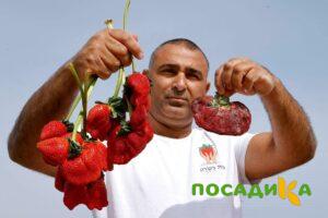 Клубника Гигант Джорнея купить по цене от 266р. в интернет-магазине «Посадика» с доставкой почтой в в Нурлате и по всей России – [изображение №1].
