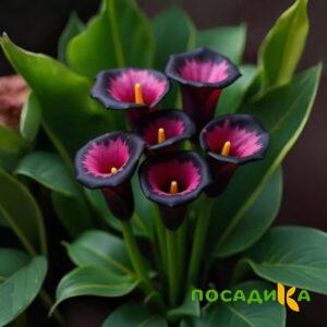Калла Аура Лейс купить по цене от 400р. в интернет-магазине «Посадика» с доставкой почтой в в Нурлате и по всей России – [изображение №1].
