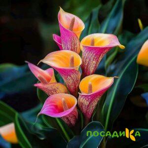 Калла Оникс купить по цене от 450р. в интернет-магазине «Посадика» с доставкой почтой в в Нурлате и по всей России – [изображение №1].