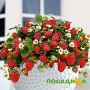 Клубника Рубиновый Шепот (горшечная) купить по цене от 240р. в интернет-магазине «Посадика» с доставкой почтой в в Нурлате и по всей России – [изображение №1].