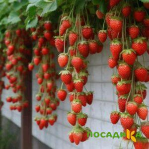 Клубника вьющаяся Комплимент купить по цене от 470р. в интернет-магазине «Посадика» с доставкой почтой в в Нурлате и по всей России – [изображение №1].