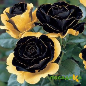 Роза Ханни Сикл купить по цене от 700р. в интернет-магазине «Посадика» с доставкой почтой в в Нурлате и по всей России – [изображение №1].