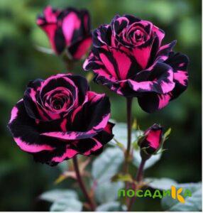 Роза Багровый Шепот купить по цене от 366р. в интернет-магазине «Посадика» с доставкой почтой в в Нурлате и по всей России – [изображение №1].