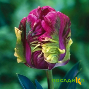 Тюльпан Экзотик Хэвен купить по цене от 186р. в интернет-магазине «Посадика» с доставкой почтой в в Нурлате и по всей России – [изображение №1].